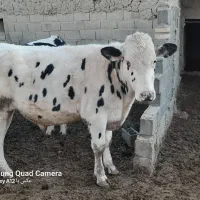فروش یک راس گاو نر هلشتاین
