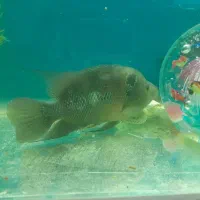 ماهی فلاور|ماهی|ارومیه, |دیوار