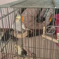 عروس هلندی سخن گو