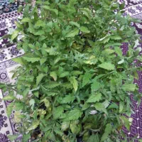 نشا گوجه 50 سینی سی ال ایکس