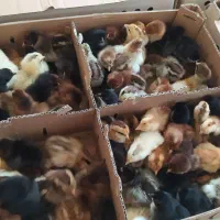 جوجه مرغ محلی و اردک گلپایگان ۱ روزه درجه ۱