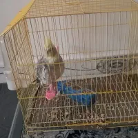 عروس هلندی یک عدد باقفس