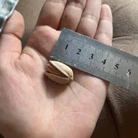 پسته اکبری|خوردنی و آشامیدنی|مشهد, نیروی هوایی|دیوار