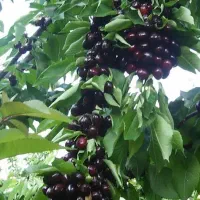 انواع نهال لیبلدار میوه و خشکبار|خدمات باغبانی و درختکاری|مرند, |دیوار