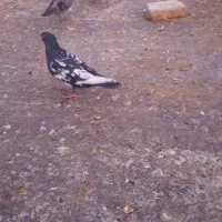 کفتر معاوظه|پرنده|شیراز, پانصد دستگاه ارتش|دیوار