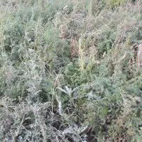 گاو معاوضه با تراکتور