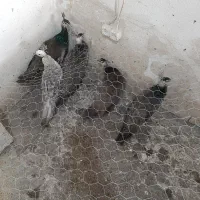 جوجه طاووس نر ۴ ماهه