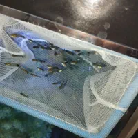 ماهی گوپی|ماهی|کرمانشاه, |دیوار