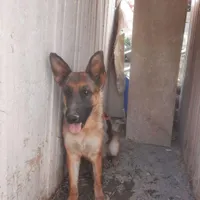 سگ ژرمن ماده