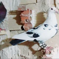 کفتر جفت گاه