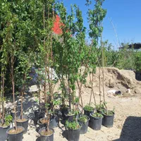 میوه بزرگ تنومند روتبال سطلی پایان کار|خدمات باغبانی و درختکاری|فلاورجان, |دیوار