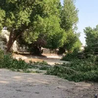 خرید چوب درخت مستقیم شرکت ،خشک،تر،قطع وهرس،