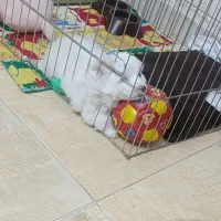 پامر روباهی دوماهه شناسنامه دار  .واکسینه.|سگ|اردبیل, |دیوار