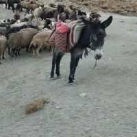 یک راس الاغ بسیار آروم..مخصوص بار..