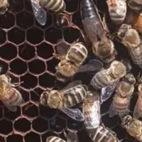 زنبور عسل|حیوانات مزرعه|پاکدشت, پاکدشت (مامازند)|دیوار