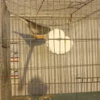 قناری نر مست|پرنده|رشت, رودباری|دیوار