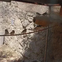 فنچ|پرنده|سراوان, |دیوار