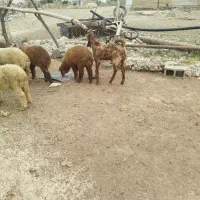 یک عدد بز نر