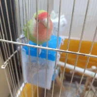 کوتوله برزیلی|پرنده|اصفهان, کشاورزی|دیوار