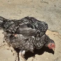 مرغ تخمگذار|حیوانات مزرعه|سربند, |دیوار