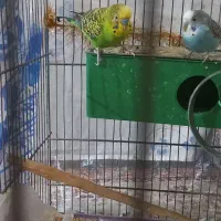 مرغ عشق سرحال