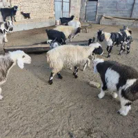 بز و پازن بوئر|حیوانات مزرعه|حسن آباد, |دیوار