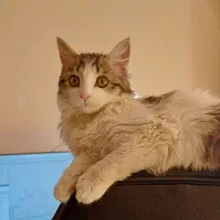 واگذاری گربه ماده لانگ هیر ۳ ماهه|گربه|کرج, شاهین‌ویلا|دیوار