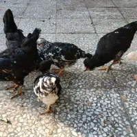 وارک ۴ ماهه گلین طوسی|حیوانات مزرعه|دهلران, |دیوار