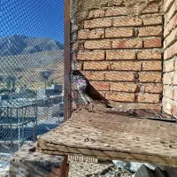 کبوتر|پرنده|ماکو, |دیوار