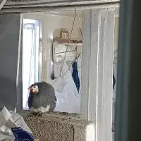 فروش مرغ شاخ دار|حیوانات مزرعه|تهران, مینای شمالی (مخبر)|دیوار