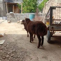 دوتا بره نره مقبول چاق سالم برای جمی