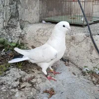 تعدادی کبوتر ضمانتی