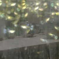 آکواریوم چینی شیشه خم کارخانه