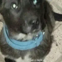 سگ اشپیتز پامر