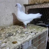 چپ هفرنگ لایی نر|پرنده|اسفراین, |دیوار