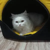 واگذاری گربه