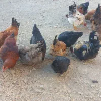 مرغ و خروس ۲۵۰هزار