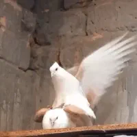 ی جفت نر ماده دو کت