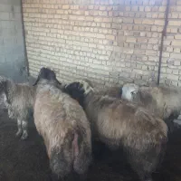 سه تا شیشک قوچ و میش