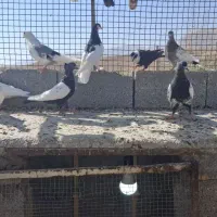 کبوتر بهبونی|پرنده|شیراز, دوکوهک|دیوار