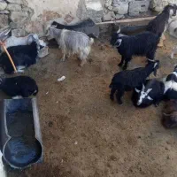 بزغاله نر ۷۰تا