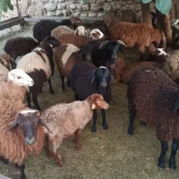 فراورده گوشتی گوسفند بز غاله زنده پروش ییلاقی|حیوانات مزرعه|لواسان, |دیوار