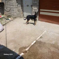 سک کوش تیز خوراک نگهبانی