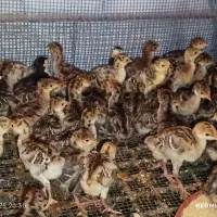 فروش جوجه غاز و اردک خارجی|حیوانات مزرعه|قائم‌شهر, |دیوار