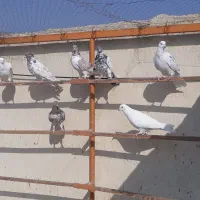 سلام تعداد ۳۰ کبوتر