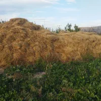 فروش یونجه خالص و بزرگ و مرغوب