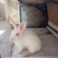 خرگوش سفید چشم شرابی