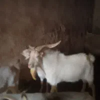 نر بز سانن یک سال ونیم برای اصلاح نژاد|حیوانات مزرعه|لاران, |دیوار