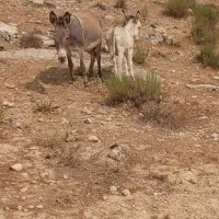 الاغ