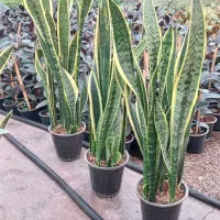 بهترین هدیه واس روز مادر